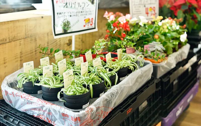 スーパーマーケットの苗売場