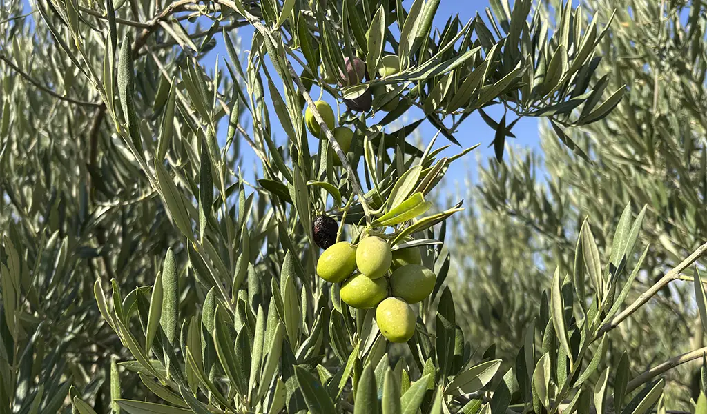 オリーブオイルを海外から輸入、こだわりの商品開発とグループ間での取り組み強化